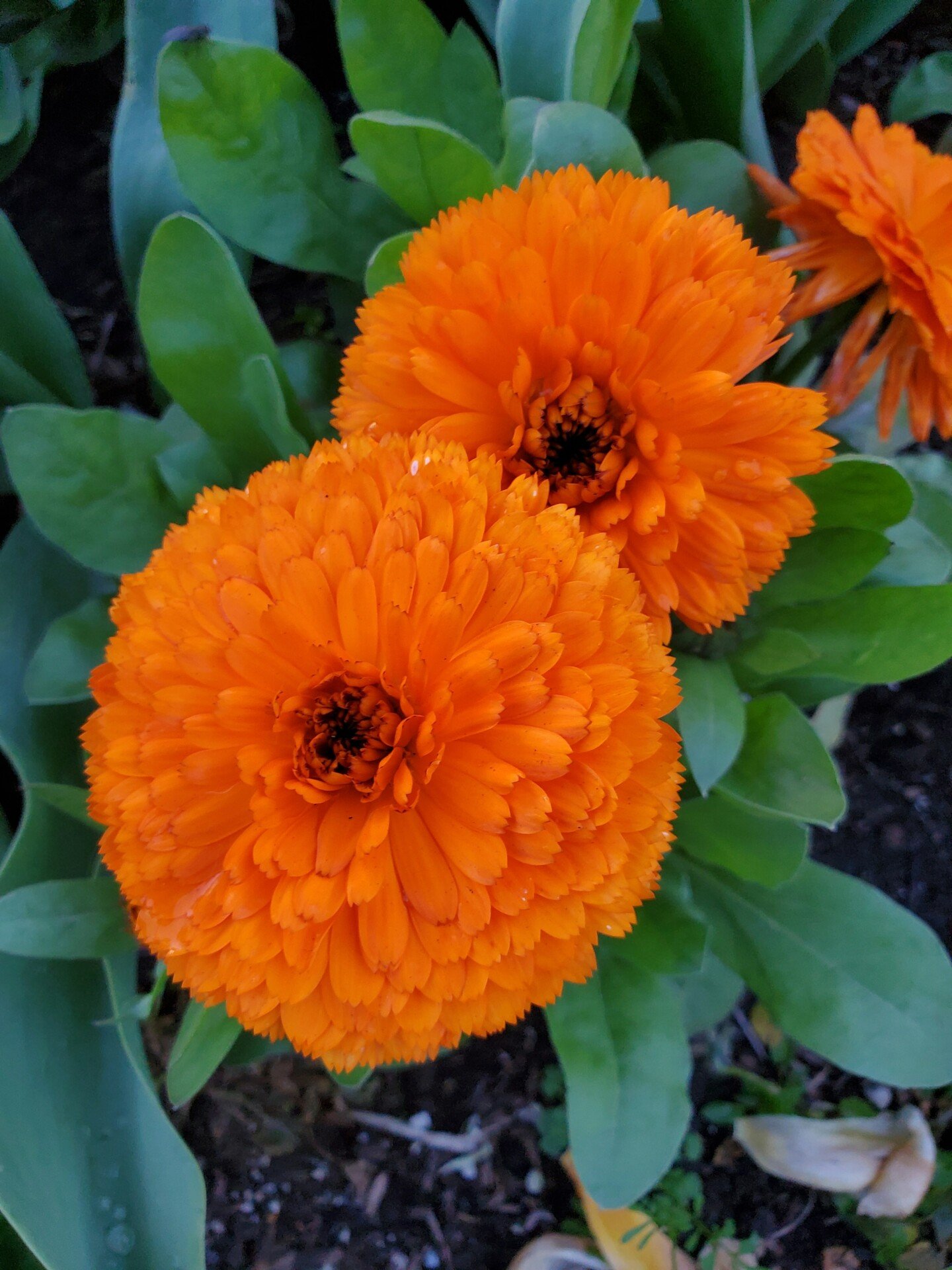 two orange flowers with green leaves in the background